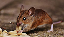 24 Hour & Emergency Exterminators in Panguitch, UT